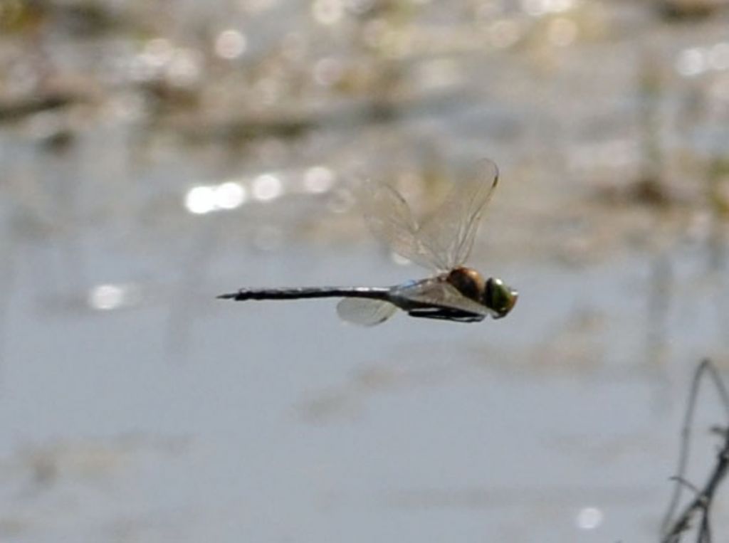 Anax  ephippiger